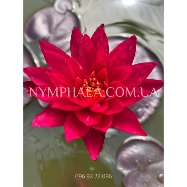 Nymphaea Red Revolution (Німфея Ред Революшн)