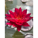 Nymphaea Red Revolution (Німфея Ред Революшн)
