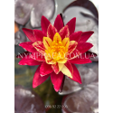 Nymphaea Ring of Fire (Німфея Рінг оф Фаєр)