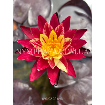 Nymphaea Ring of Fire (Німфея Рінг оф Фаєр)