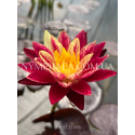 Nymphaea Ring of Fire (Німфея Рінг оф Фаєр)