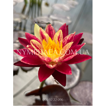 Nymphaea Ring of Fire (Нимфея Ринг оф Фаер)
