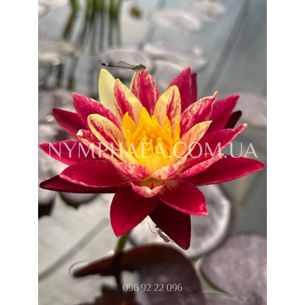 Nymphaea Ring of Fire (Нимфея Ринг оф Фаер)