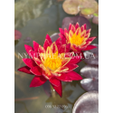 Nymphaea Ring of Fire (Німфея Рінг оф Фаєр)