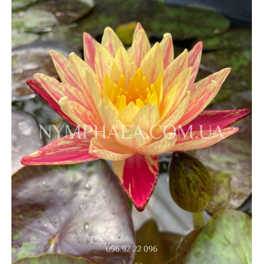 Nymphaea Siam Fantasy (Нимфея Сиам Фэнтези)