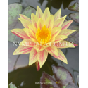 Nymphaea Siam Fantasy (Німфея Сіам Фентезі)