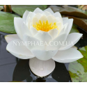 Nymphaea Siam Jasmine (Нимфея Сиам Жасмин)