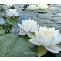 Nymphaea Siam Jasmine (Нимфея Сиам Жасмин)