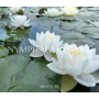 Nymphaea Siam Jasmin...
