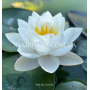 Nymphaea Siam Jasmin...