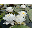 Nymphaea Siam Jasmine (Нимфея Сиам Жасмин)