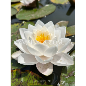 Nymphaea Siam Jasmin...