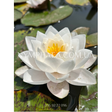 Nymphaea Siam Jasmine (Нимфея Сиам Жасмин)
