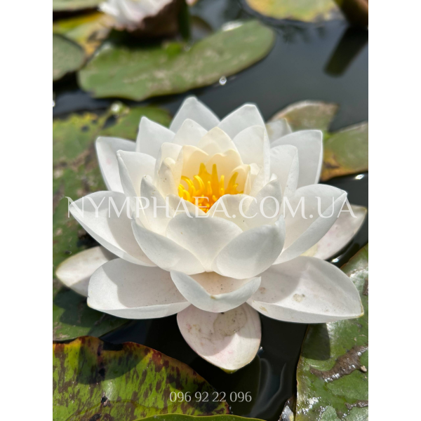 Nymphaea Siam Jasmine (Німфея Сіам Жасмін)