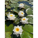 Nymphaea Siam Jasmine (Нимфея Сиам Жасмин)