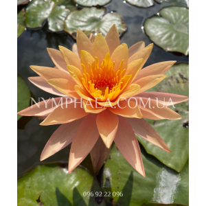 Nymphaea Siam Sunset...