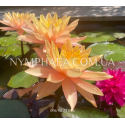 Nymphaea Siam Sunset (Нимфея Сиам Сансет)