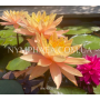 Nymphaea Siam Sunset...