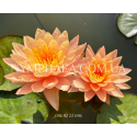 Nymphaea Siam Sunset (Нимфея Сиам Сансет)