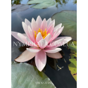 Nymphaea Starburst (Нимфея Старбурст) 