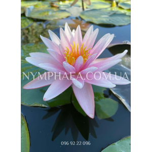 Nymphaea Starburst (...