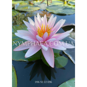 Nymphaea Starburst (Нимфея Старбурст) 