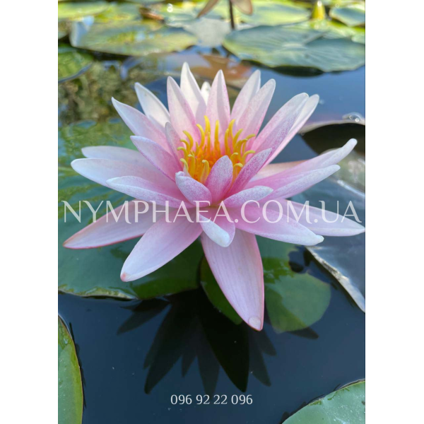 Nymphaea Starburst (Нимфея Старбурст) 