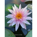 Nymphaea Starburst (Нимфея Старбурст) 