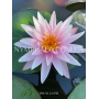 Nymphaea Starburst (...