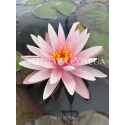 Nymphaea Starburst (Нимфея Старбурст) 
