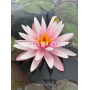 Nymphaea Starburst (...