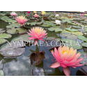 Nymphaea Sunfire (Нимфея Санфаер)