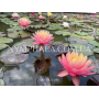 Nymphaea Sunfire (Ні...
