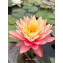 Nymphaea Sunfire (Нимфея Санфаер)