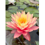 Nymphaea Sunfire (Ні...
