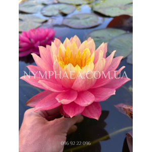 Nymphaea Sunfire (Ні...