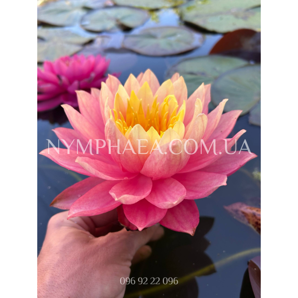 Nymphaea Sunfire (Нимфея Санфаер)