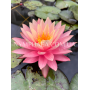 Nymphaea Sunfire (Ні...