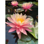 Nymphaea Sunfire (Ні...