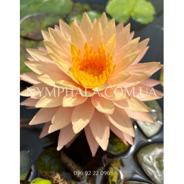 Nymphaea Sunspark (Нимфея Санспарк)