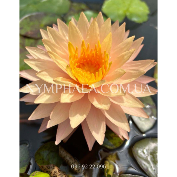 Nymphaea Sunspark (Нимфея Санспарк)
