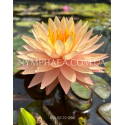 Nymphaea Sunspark (Нимфея Санспарк)