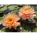 Nymphaea Sunspark (Нимфея Санспарк)