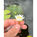 Nymphaea Tetragona (Німфея Тетрагона)