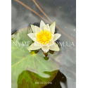 Nymphaea Tetragona (Німфея Тетрагона)