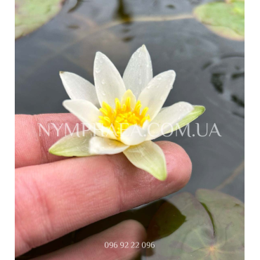 Nymphaea Tetragona (Нимфея Тетрагона)