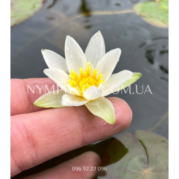 Nymphaea Tetragona (Німфея Тетрагона)