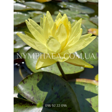 Nymphaea Thongsub (Нимфея Тхонгсаб)
