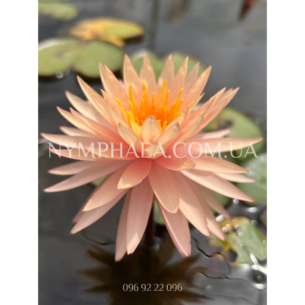 Nymphaea Tummaruksa (Нимфея Тумарукса)