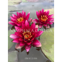 Nymphaea Vezuv (Нимфея Везув)